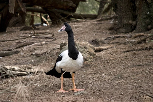 Die Elster-Gans schaut sich um — Stockfoto