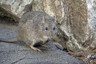 Uzun burunlu çömlek fareye benziyor.