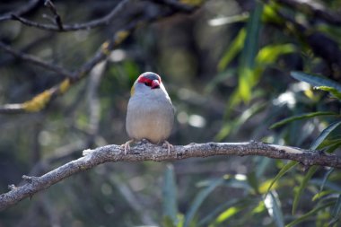 kırmızı bir kaşlı ispinoz dinlenme