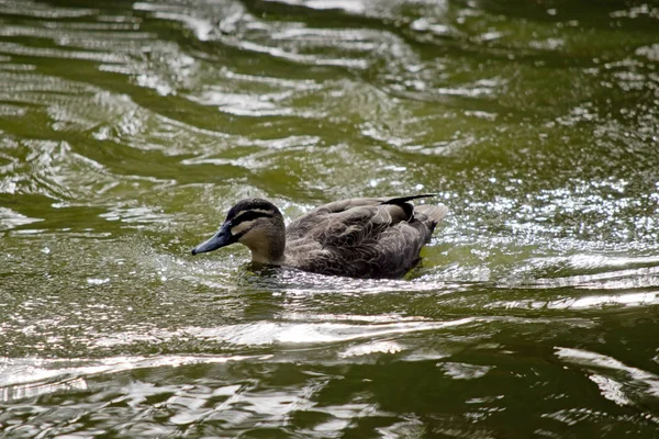 Die pazifische schwarze Ente schwimmt — Stockfoto