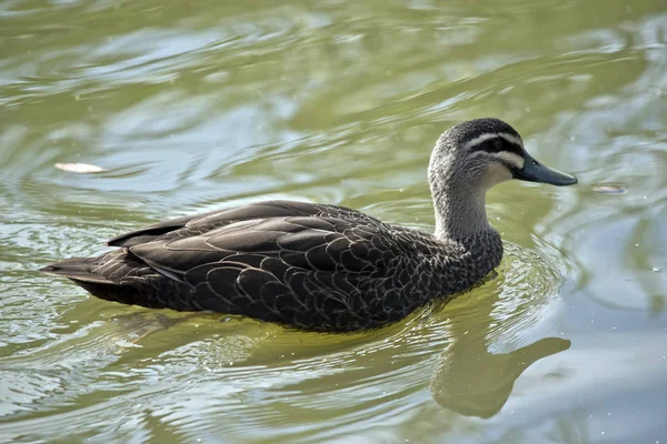 O pato negro do Pacífico está nadando em um lago — Fotografia de Stock