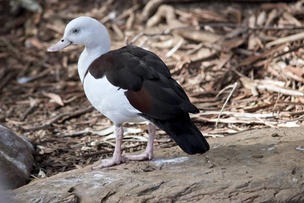 Un pato radjah — Foto de Stock