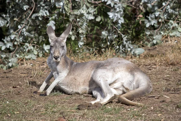 Ein rotes Känguru — Stockfoto