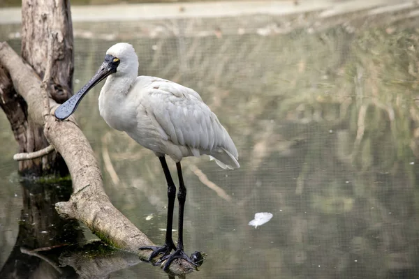 Detta är en kunglig skedstork — Stockfoto