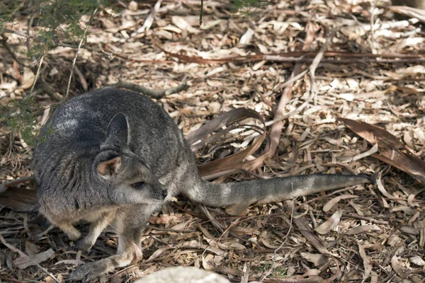 küçük bir tammar wallaby