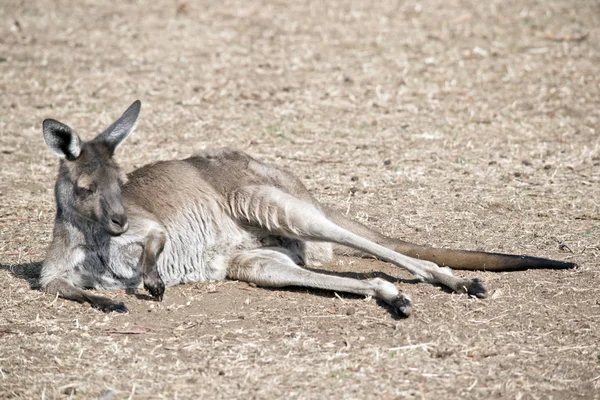 Un kangourou gris occidental — Photo