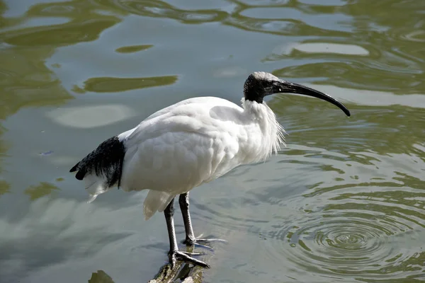 En sidovy över en vit ibis — Stockfoto