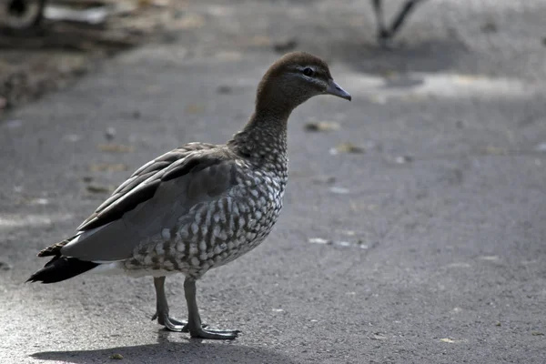 Una hembra australiana pato de madera —  Fotos de Stock