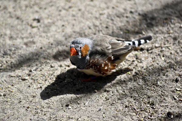 小さなシマウマフィンチ — ストック写真