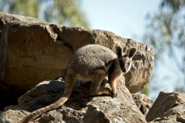 Een gele Rock wallaby — Stockfoto