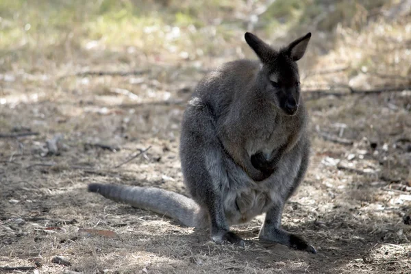 Bir fırça kuyruklu kaya wallaby — Stok fotoğraf