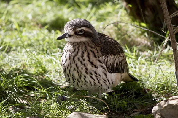 bir çalı taş curlew dinlenme
