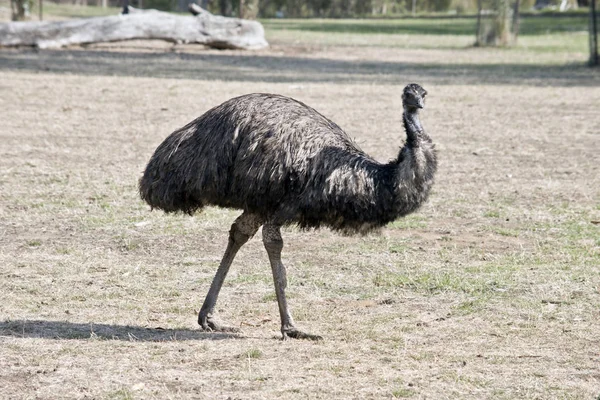 Un emu australiano — Foto Stock