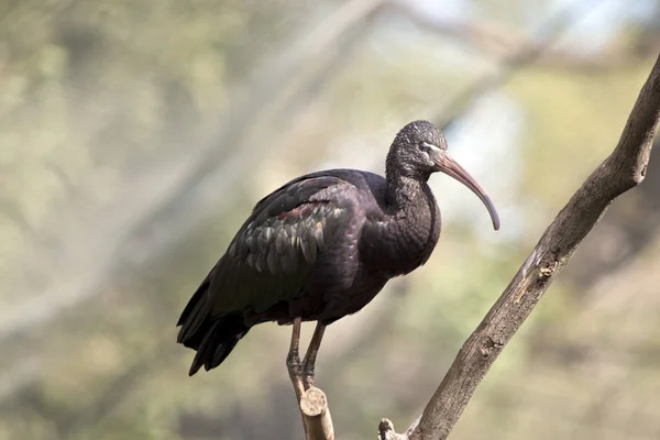 Questo è un ibis lucido — Foto Stock