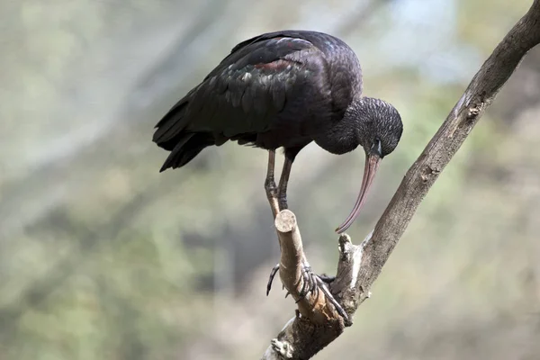 Это ggsy ibis — стоковое фото