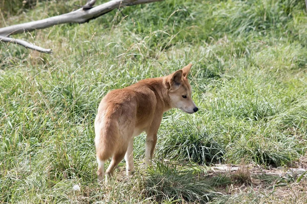 Çimenlerde yürüyen altın dingo — Stok fotoğraf