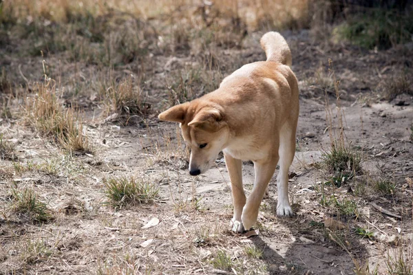 Złote Dingo chodzenie w trawie — Zdjęcie stockowe