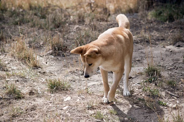 Çimenlerde yürüyen altın dingo — Stok fotoğraf