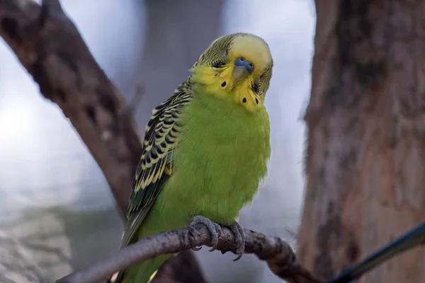 Yeşil ve sarı bir muhabbet kuşu veya muhabbet kuşu — Stok fotoğraf