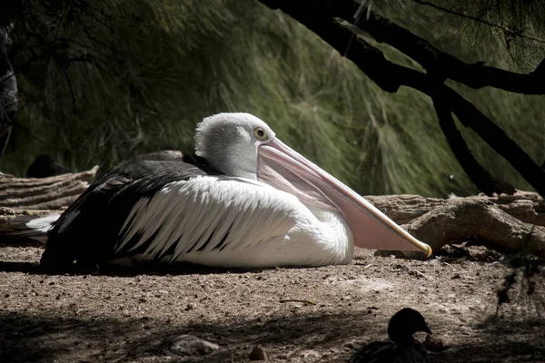 Ein australischer Pelikan ruht — Stockfoto