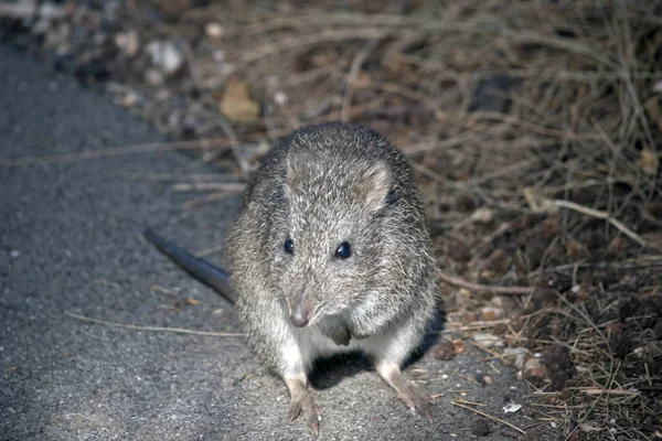 De lange neus potoroo ziet eruit als een rat — Stockfoto