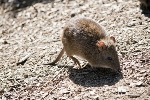 A side view of a long nosed potoroo — Stock Photo, Image