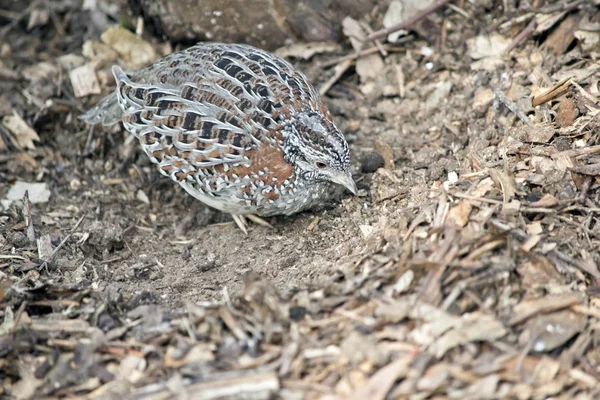 Una pequeña codorniz buscando comida — Foto de Stock