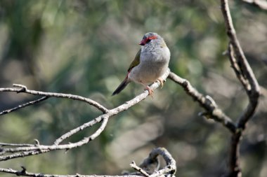 kırmızı bir kaşlı ispinoz