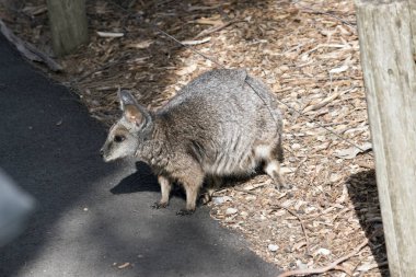 küçük bir tammar wallaby
