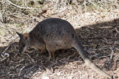 Bu bir tammar kanguru yan görünümüdür