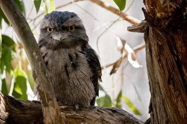 bir ağaçta bir tawny frogmouth