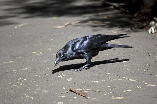 An australian raven — Stock Photo, Image