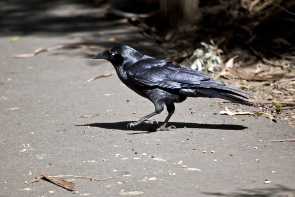 Um corvo australiano — Fotografia de Stock