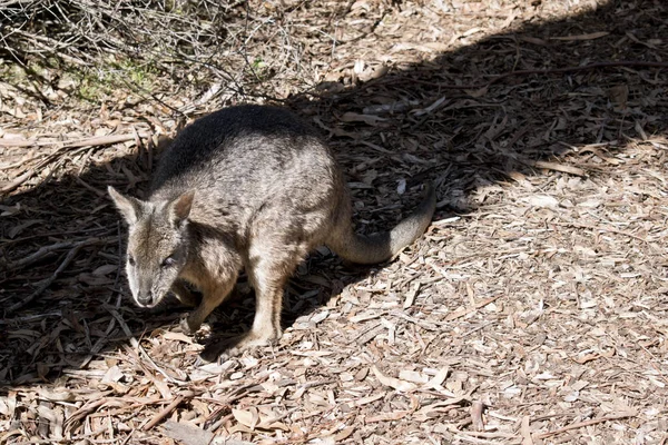 Un tammar wallaby —  Fotos de Stock