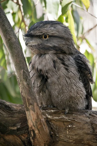 A tawny frogmouth in a tree — Stock Photo, Image