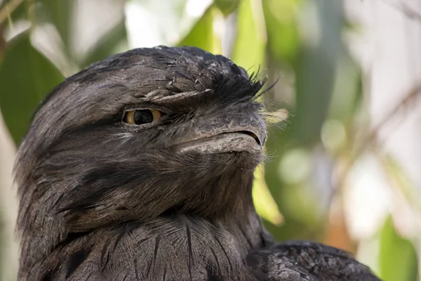 Dit is een close-up van een Twan uilnachtzwaluw — Stockfoto