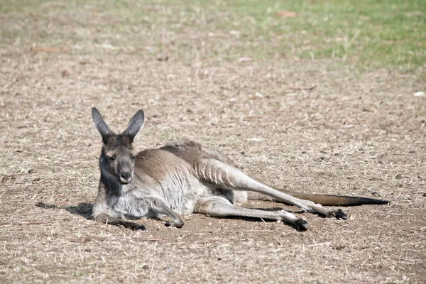 Um canguru cinzento ocidental — Fotografia de Stock