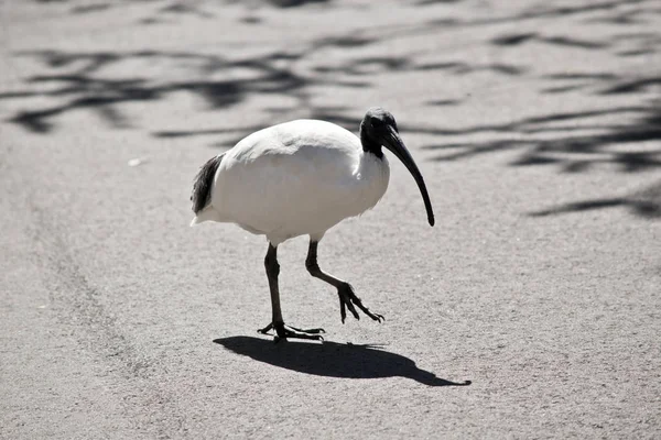 De witte ibis is een lelijke vogel — Stockfoto