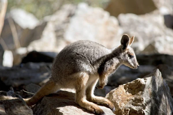 Um joey Pé amarelo rock wallaby — Fotografia de Stock