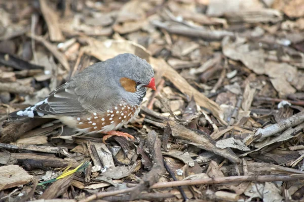 Seekor zebra finch — Stok Foto