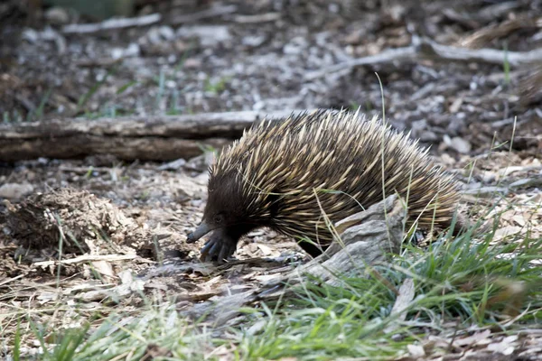 Dit is een zijaanzicht van een Echidna — Stockfoto