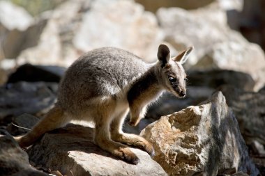 bir joey Sarı ayaklı kaya wallaby