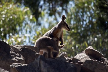 onu joey ile sarı ayaklı kaya wallaby
