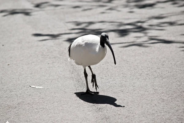 El ibis blanco es un pájaro feo —  Fotos de Stock