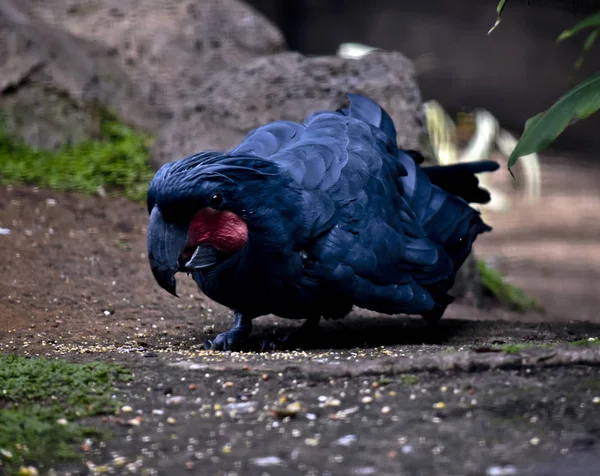 手のひらコカトゥー食べる — ストック写真