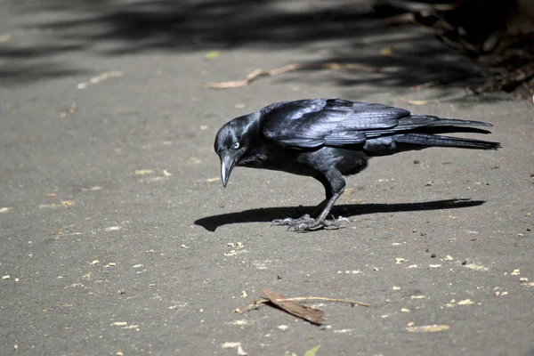 Een Australische raven — Stockfoto