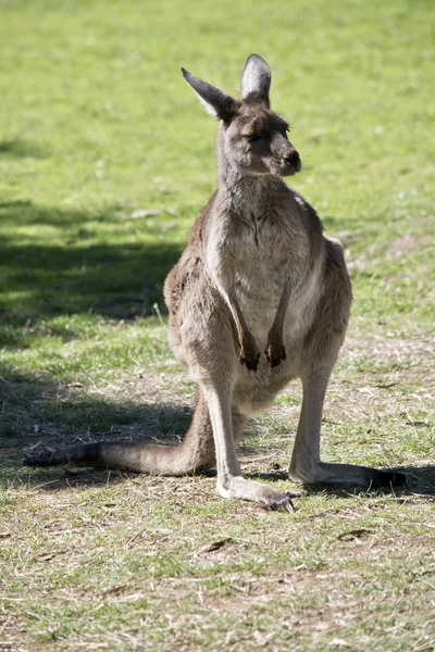 Een westelijke grijze kangoeroe — Stockfoto