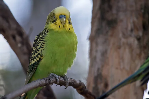 Un perruche ou un perruche vert et jaune — Photo