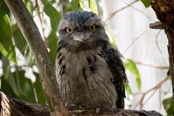 A tawny frogmouth in a tree — Stock Photo, Image