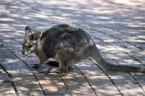 Un tammar wallaby —  Fotos de Stock